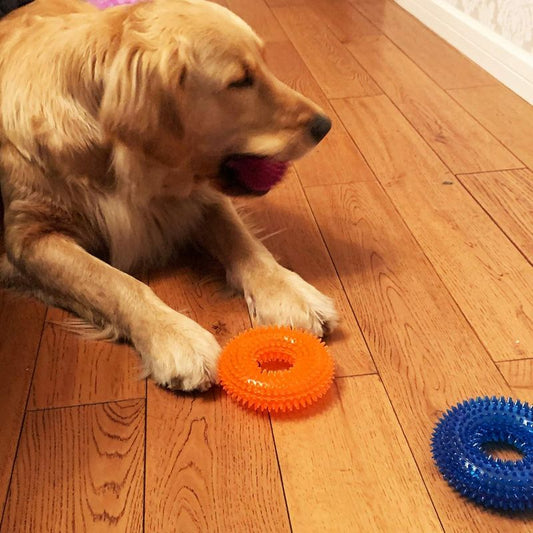 6 Pack Jalousie Non-Toxic Squeaky Dog Chew Toys Set - TPR Rubber Spiky Balls & Chewers with Loud Squeaker, Tough Chew-Resistant Puppy Toys for Small & Medium Dogs, Fetch, Tug-of-War, Assorted Colors (, Green, Orange, Red, Purple